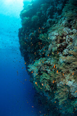The edge of a coral reef with a variety of hard and soft corals, surrounded by hundreds of smaller...