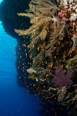 Fototapeta na wymiar A shoal of the sea goldie /orange basslet / Scalefin Anthias (Pseudanthias squamipinnis) among various soft corals on the St Johns Reef, Red Sea, Egypt