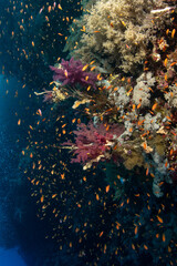 Fototapeta na wymiar A shoal of the sea goldie /orange basslet / Scalefin Anthias (Pseudanthias squamipinnis) among various soft corals on the St Johns Reef, Red Sea, Egypt