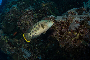 The Humphead Wrasse / Napoleon wrasse / Napoleonfish (Cheilinus undulatus) against the darker rocky background on the coral reef of St Johns Reef, Egypt
