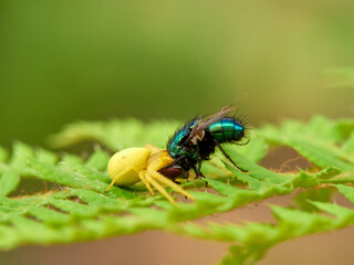 Crab spider hunting a spider in a fern. Misumena vatia