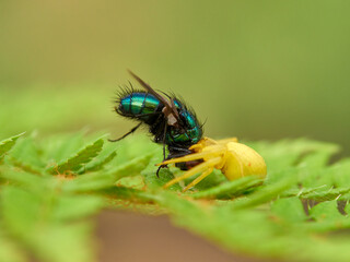 Crab spider hunting a spider in a fern. Misumena vatia