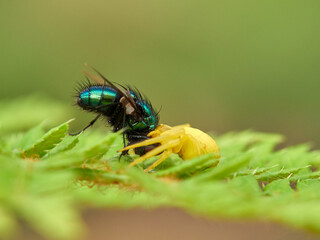 Crab spider hunting a spider in a fern. Misumena vatia