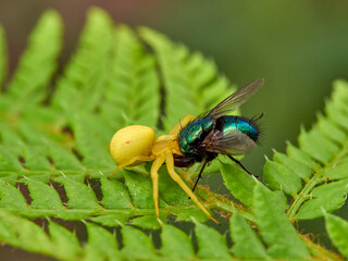 Crab spider hunting a spider in a fern. Misumena vatia