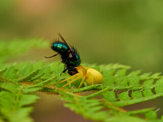 Crab spider hunting a spider in a fern. Misumena vatia