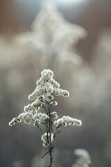 Goldenrod plant