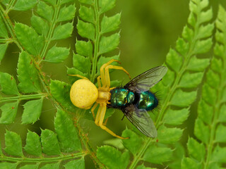 Crab spider hunting a spider in a fern. Misumena vatia