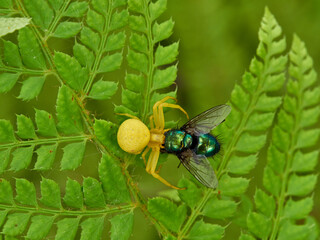 Crab spider hunting a spider in a fern. Misumena vatia