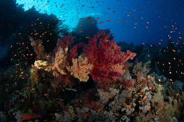 Fototapeta na wymiar A group of colorful Carnation Tree corals (Dendronephthya sp) in a cloud of various small reef fishes, Marsa Alam, Egypt