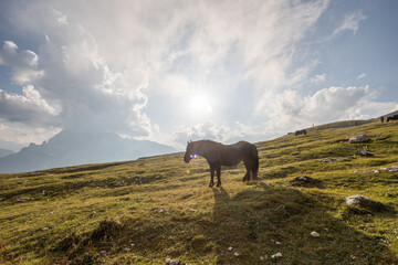Beautiful horses in mountain landscape in the foreground, Dolomites, Italy. Sunny day. Travel...