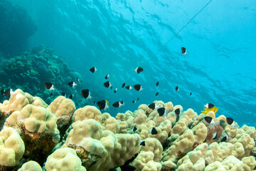 Fototapeta na wymiar A shoal of Chocolatedip chromis (Chromis dimidiata) above the colony of hard coral on the shallow reef in St Johns, Red Sea, Egypt