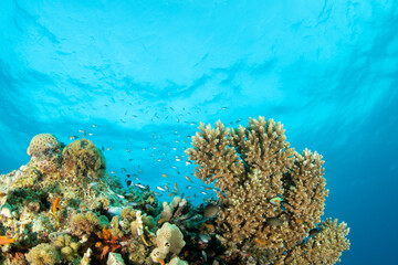 Naklejka na ściany i meble Beautiful shallow coral reef in Marsa Alam, Red Sea, Egypt