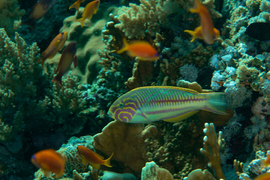 Klunzinger's wrasse / Rüppell's wrasse (Thalassoma rueppellii) on the coral reef in Marsa Alam, Egypt