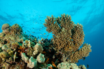Fototapeta na wymiar Beautiful shallow coral reef in Marsa Alam, Red Sea, Egypt
