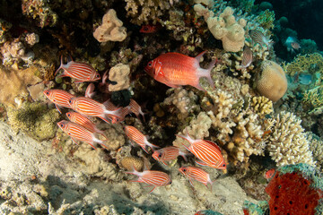The silverspot squirrelfish / whitetail squirrelfish (Sargocentron caudimaculatum) with a shoal of the crested bream (Sargocentron diadema) in a shelter on the coral reef of Marsa Alam, Egypt