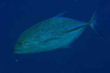 Closeup of the bluefin trevally / bluefin jack / bluefin kingfish / blue ulua (Caranx melampygus) on the coral reef of St Johns Reef, Red Sea, Egypt