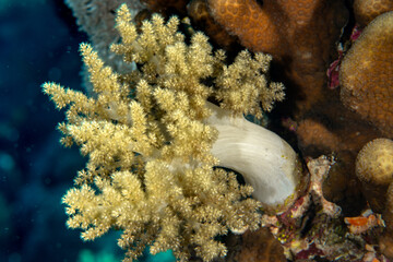 closeup of the Soft Broccoli coral (Litophyton sp) on the reefs of MArsa Alam, Egypt