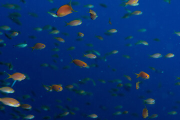 Fototapeta na wymiar A shoal of the sea goldie /orange basslet / Scalefin Anthias (Pseudanthias squamipinnis), bright on the blue background, Marsa Alam, Egypt