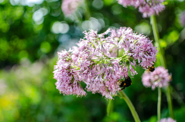 Flower with a bumblebee