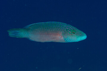 The cheek-lined wrasse, (Oxycheilinus digramma) on the dark blue background, Marsa Alam, Egypt