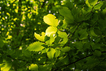 Green leaves on a tree in the sunshine