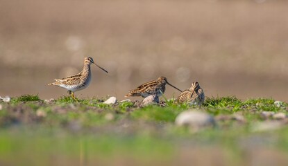 Common Snipe (Gallinago gallinago) is a bird that lives in wetlands. It is a common species in Turkey. They usually travel in groups.