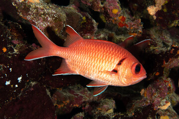 Obraz na płótnie Canvas Closeup of the Crimson Soldierfish (Myripristis sp) in a cavern on the coral reef in St Johns Reef, Egypt