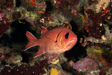 Closeup of the Crimson Soldierfish (Myripristis sp) in a cavern on the coral reef in St Johns Reef, Egypt