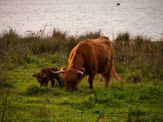 highland cow and calf