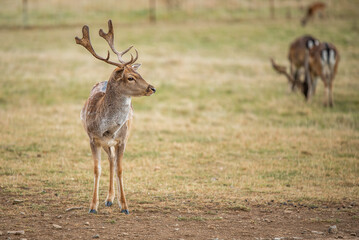 Herd of fallow deer feeding, stag is standing and watching