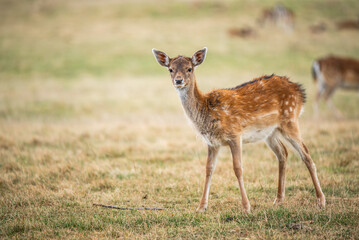 Young fallow deer standing, looking into camera