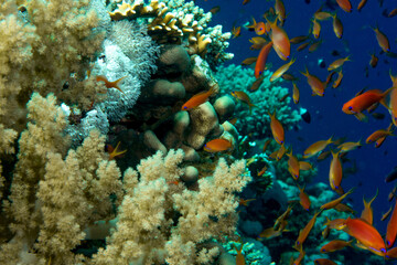 Colorful orange reef fishes among hard and soft corals, St Johns Reef, Red Sea, Egypt