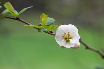 Close up White flowers of Japanese Quince. Floral spring background, selective focus