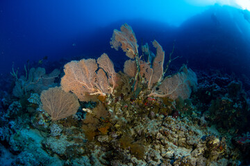 Naklejka na ściany i meble A group of beautiful gorgonian corals in deep blue waters, St Johns Reef, Egypt 