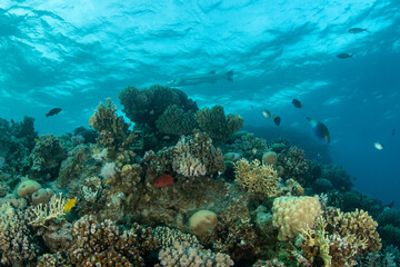 View over the coral reef, a variety of soft and hard coral and fish species in turguoise waters of Marsa Alam, Egypt