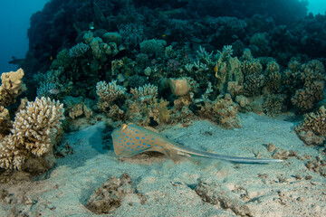 Naklejka na ściany i meble The Bluespotted Ribbontail Ray (Taeniura lymma) among various corals on a coral reef in Marsa Alam, Egypt