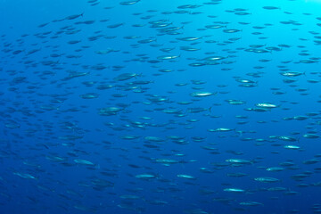 A school of smaller silver fishes above coral reef in clear blue waters of Marsa Alam, Egypt