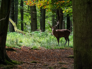 deer in autumn forest