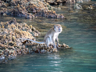 macaque sitting on rocks