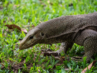 close up of a lizard