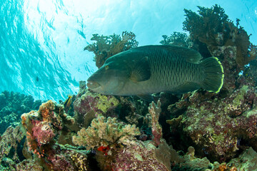 The Humphead Wrasse / Napoleon wrasse / Napoleonfish (Cheilinus undulatus) on the coral reef of St Johns, Egypt
