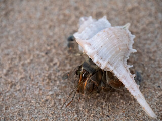 hermit crab on the beach