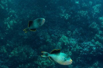 Naklejka na ściany i meble A couple of Yellowmargin triggerfish (Pseudobalistes flavimarginatus) on the coral reef in Marsa Alam, Egypt