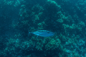 Dogtooth tuna (Gymnosarda unicolor) next to the coral reef in Marsa Alam, Egypt