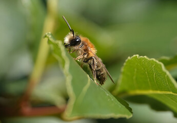 A closeup of a mining been resting on a leaf. 