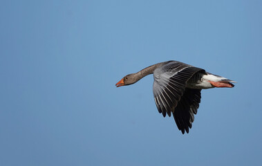 A low angle view of a greylag goose flying across a clear blue sky. 