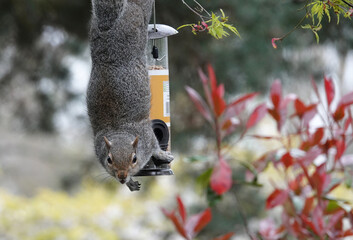 A grey squirrel stealing food from a bird feeder in a garden. 