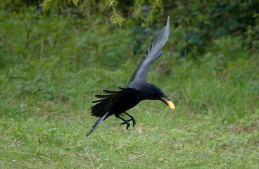 A carrion crow coming in to land on grass holding a potato chip in its beak. 