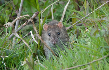 A brown rat, rattus norvegicus, emerging from the undergrowth in a park. 