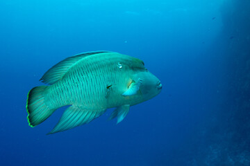 The Humphead Wrasse / Napoleon wrasse / Napoleonfish (Cheilinus undulatus) on the coral reef of St Johns Reef, Egypt